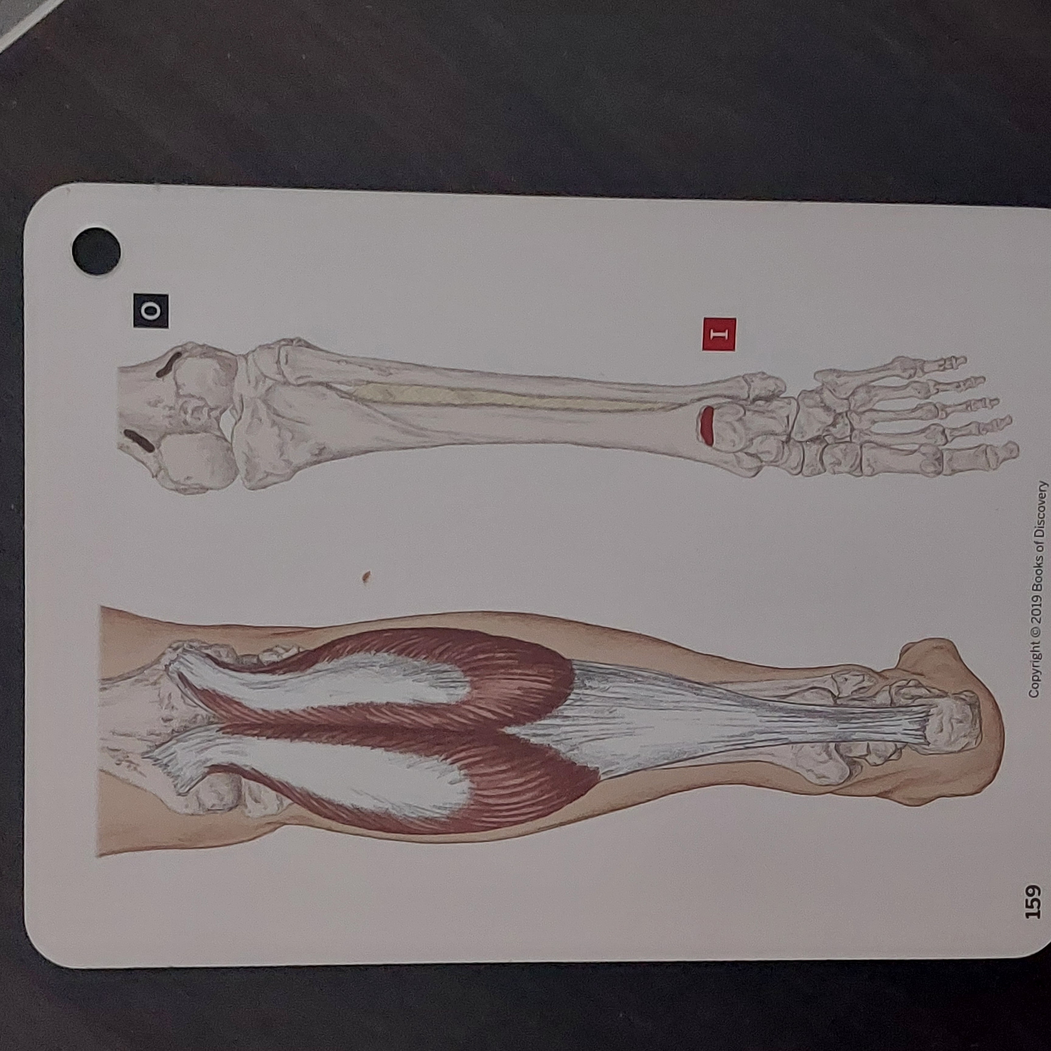 <p>Gastrocnemius actions</p>