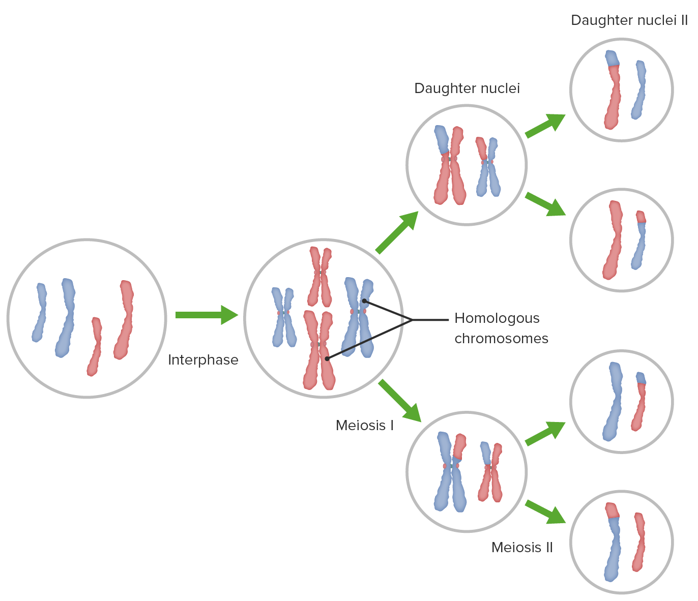 <p>Describe the Separation of Homologous Pairs in Meiosis</p><ul><li><p>Chromosomes</p></li><li><p>Haploid</p></li></ul><p></p>
