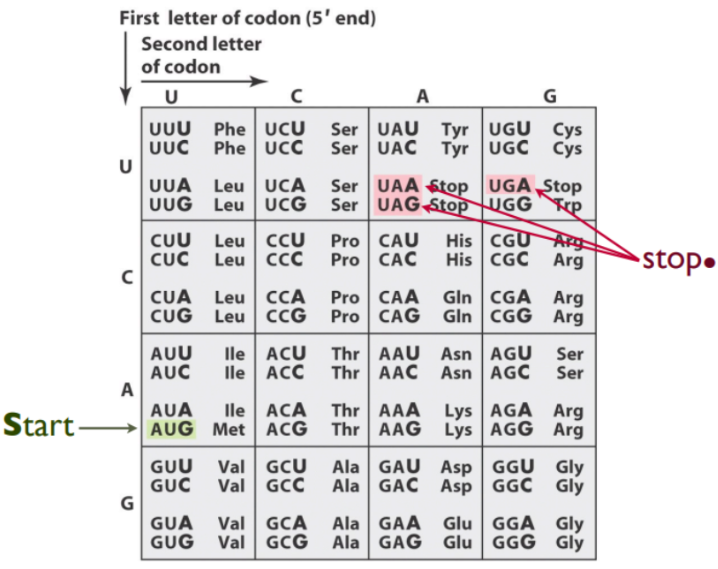 <p><span><u>You synthesize an RNA molecule with U and C nucleotides used at a 3:1 ratio and then use this synthetic RNA for an in vitro translation reaction. What would be the amino acids in this protein in descending quantity from most to least?</u> <em>(math on slide 19)</em></span></p><p><span>A. Leu, Ser, Pro, Phe</span></p><p><span>B. Pro, Ser, Leu, Phe</span></p><p><span>C. Phe, Ser, Leu, Pro</span></p><p><span>D. Phe, Leu, Ser, Pro</span></p><p><span>E. Phe, Leu=Ser, Pro</span></p>