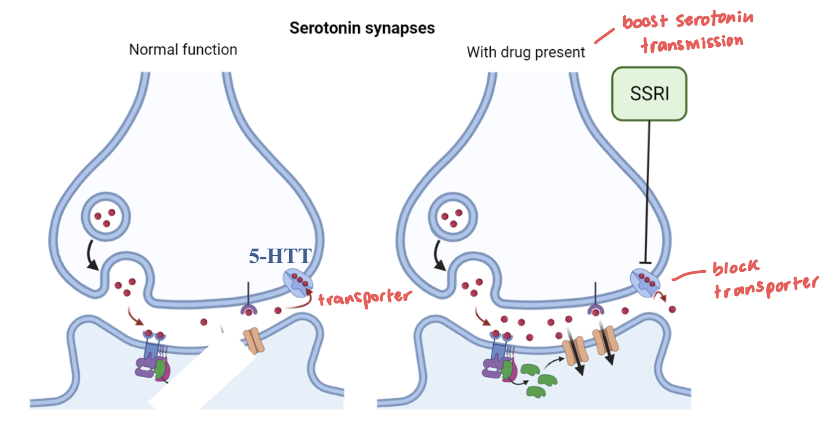 <ul><li><p>SSRI: boost serotonin by blocking transporter</p></li><li><p>brain stimulation: </p></li></ul><p></p>