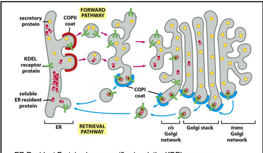 <ul><li><p>Vesicle entry of cargo is selective, guided by cargo receptors recognized by COPII components.</p></li><li><p>Some ER-resident proteins (e.g., BiP, Sec61) accidentally leave the ER due to random incorporation into COPII vesicles.</p></li><li><p>Cells use a retrieval pathway to return these proteins to the ER.</p></li><li><p>Membrane ER-resident proteins carry C-terminal KKXX-like motifs that bind directly to COPI coats for retrograde transport.</p></li><li><p>Soluble ER-resident proteins contain the KDEL sequence (Lys-Asp-Glu-Leu).</p></li><li><p>These proteins bind the KDEL receptor, which captures them in the Golgi.</p></li><li><p>The KDEL receptor’s affinity for KDEL is pH-dependent:</p><ul><li><p>High affinity in the acidic Golgi → binds KDEL proteins.</p></li><li><p>Low affinity in the neutral ER → releases them once returned.</p></li></ul></li><li><p>COPI vesicles mediate the Golgi → ER transport step, recycling both receptors and escaped ER proteins.</p></li></ul><p></p>