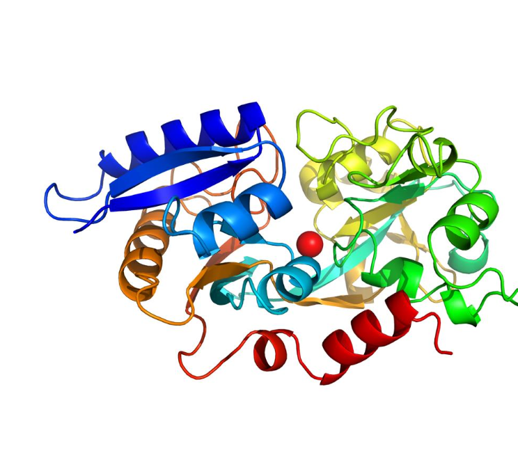 <p>Once absorbed, Fe3+ is taken up by the protein transferrin. Note that for iron to be absorbed, it must be in the form of Fe2+, but it is reconverted to Fe3+ for transferrin.<br><br>Transferrin transports Fe3+ in the blood to where it is needed.</p><p></p><p>It brings Fe3+ to the cell via a transferrin receptor. When it goes into the cell, there is a slight drop of pH, causing Fe3+ to be released. </p><p></p><p>This drop in pH (from around 7 to 5.5), causes the protonation of the histidine residue, making it no longer a ligand, due to the electrons being used on the hydrogen atom now.<br><br>The demetalled protein is returned to the outside of the cell, where it begins its search for a new Fe3+ ion.<br></p>