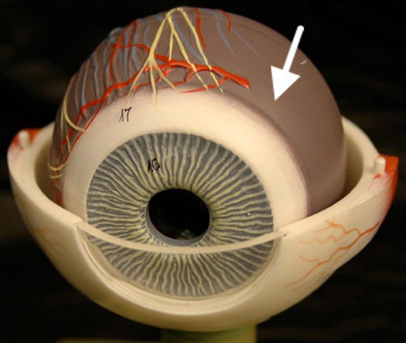 <p>Contains many of the blood vessels that supply the eye with oxygen and nutrients (red eye effect in photos)</p>