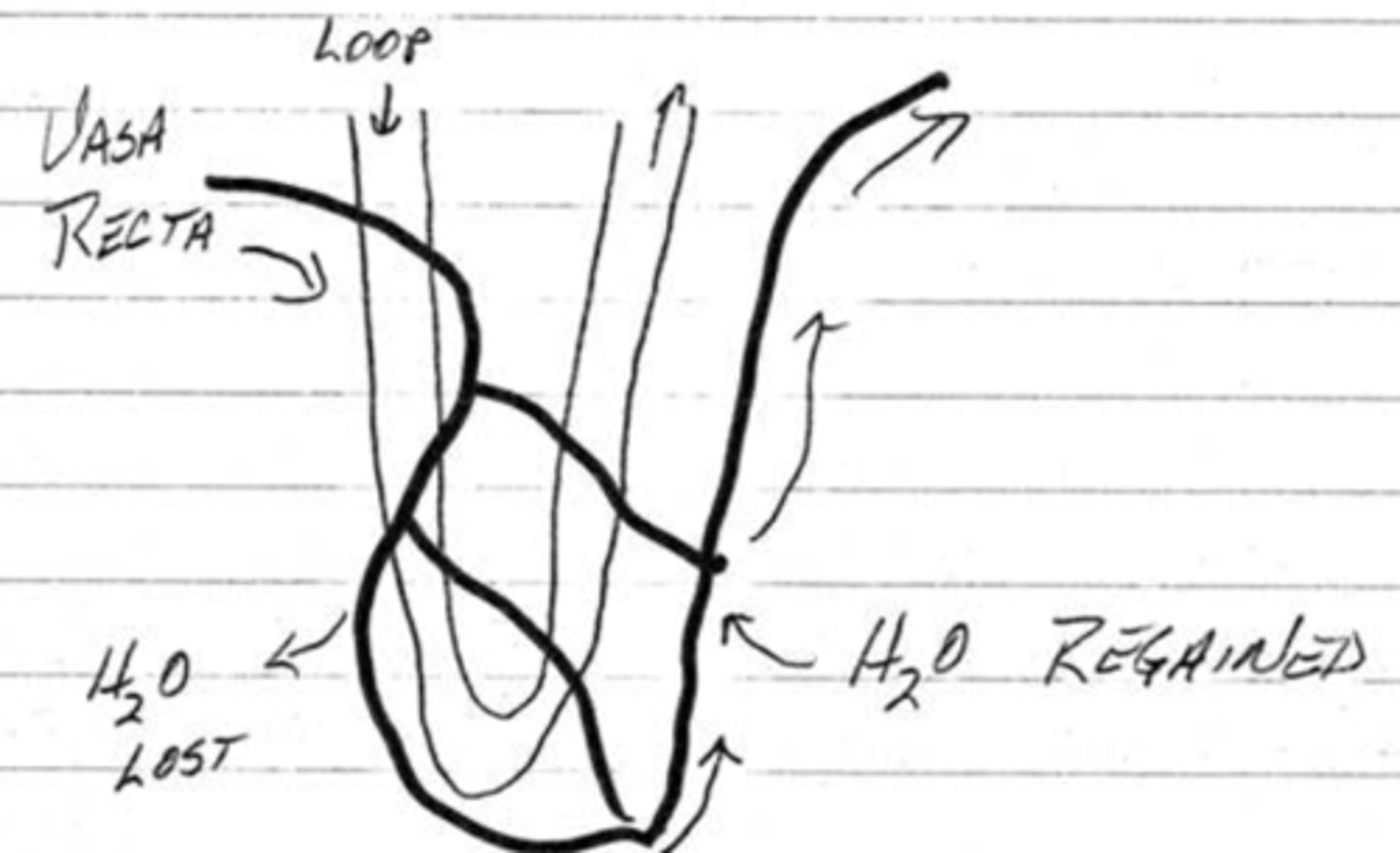 <p>capillary beds around the loops of henle of juxtamedullary nephrons</p>
