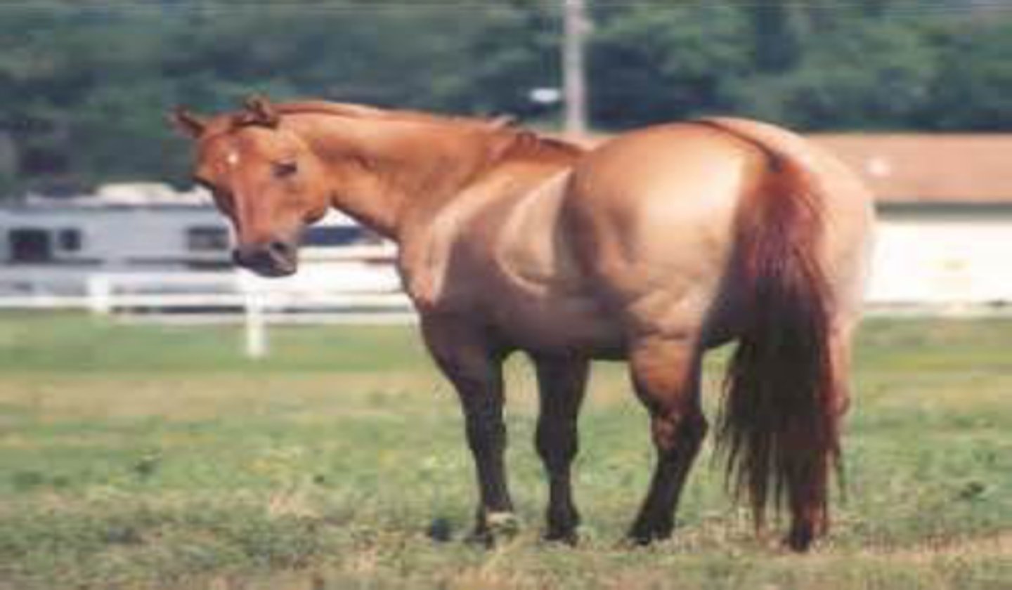<p>- Buckskin characteristics over a red base</p><p>- Underlying body color is Sorrel with red points (mane, tail, legs)</p><p>- Can have a dorsal line (line down back)</p><p>- Can have leg barring (zebra like stripes along forelegs and hind legs)</p>