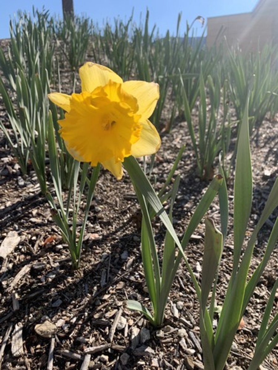 <p>Yellow cup surrounded by 6 whorled sepals, blades are grey green has a powder outside, and soft leathery feel, leaves about 12 - 15" long</p>
