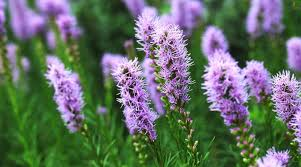 <p><em>Liatris</em> sp. Characteristics</p>
