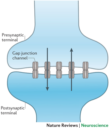<p>-uses gap junction, ions flow directly thru connexons</p><p>-no synaptic delay</p><p>-bidirectional flow</p><p>-rare in humans</p>
