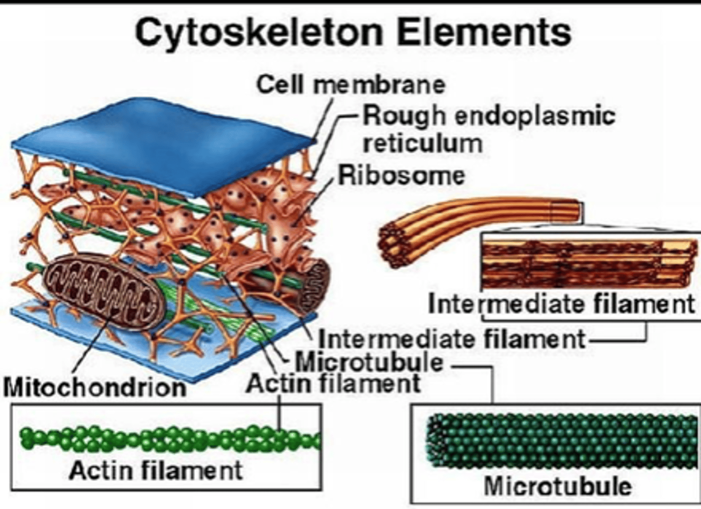 <p>network of proteins, such as microtubules and microfilaments, inside a eukaryotic cell that supports and shapes the cell</p>