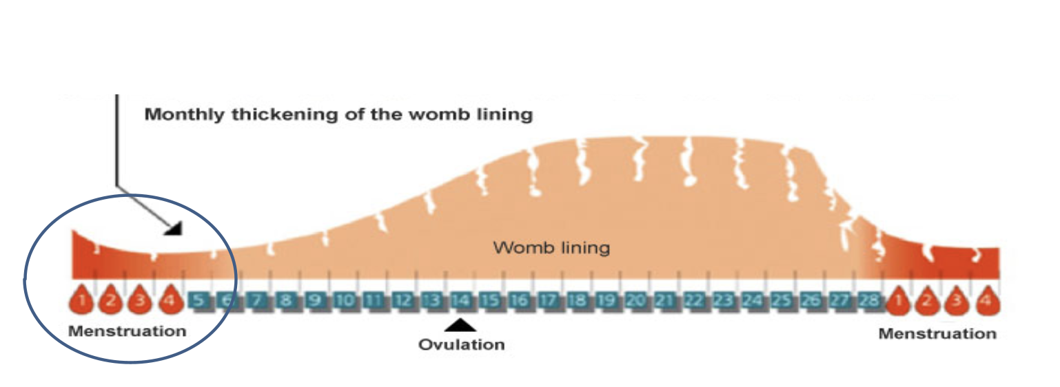 <ul><li><p>Menstruation</p></li><li><p>Endometrium breaks down → passes out of vagina → triggered by sudden progesterone drop</p></li></ul><p></p>