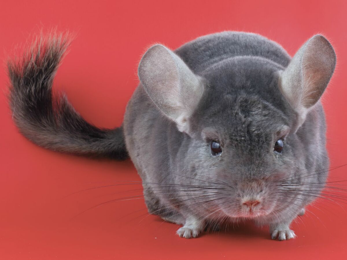 <p><strong>Chinchilla </strong>(hystricomorphe herbivore)</p><p>Très rapide (fuite), morsure possible si stress</p>