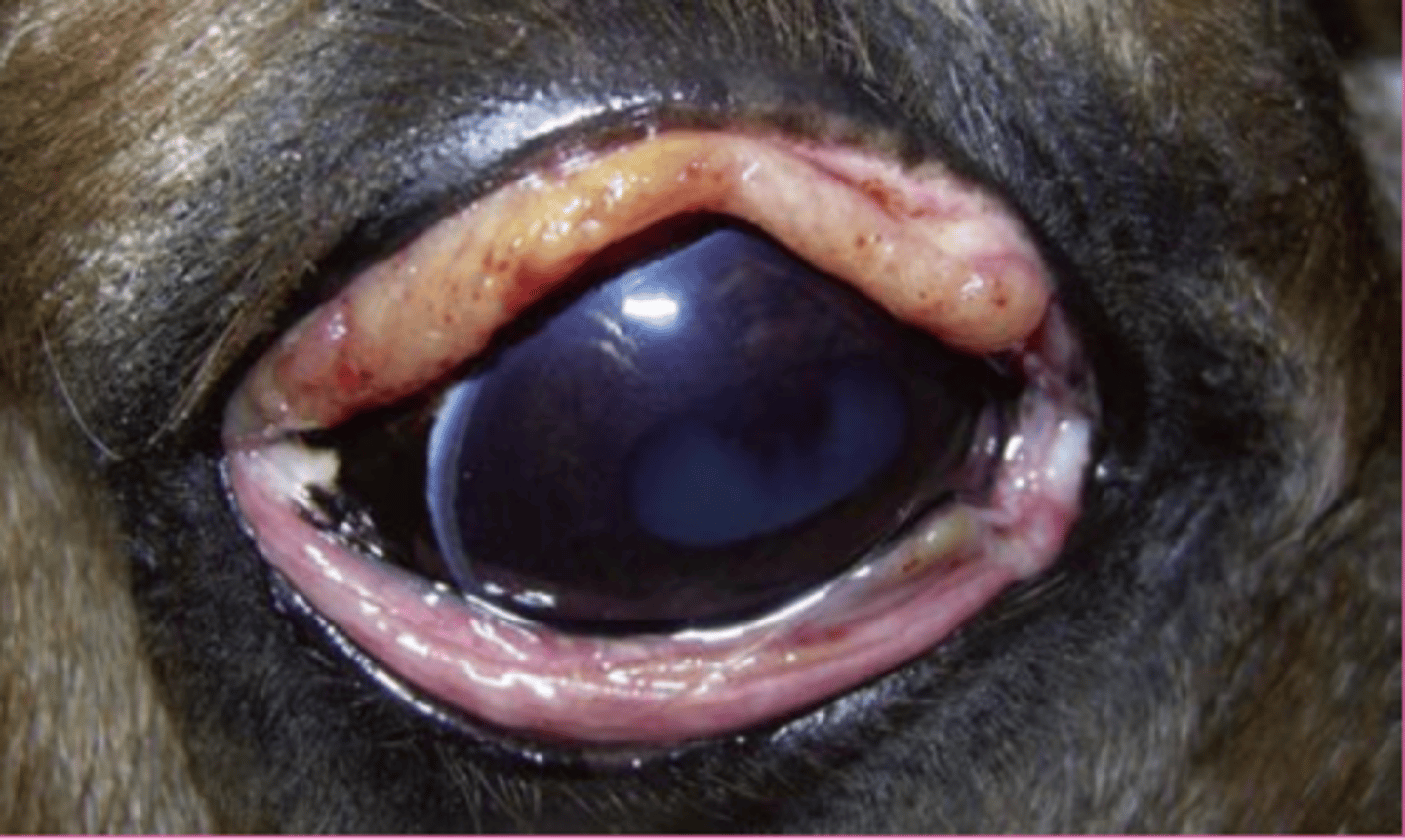 <p>Describe this lesion</p>