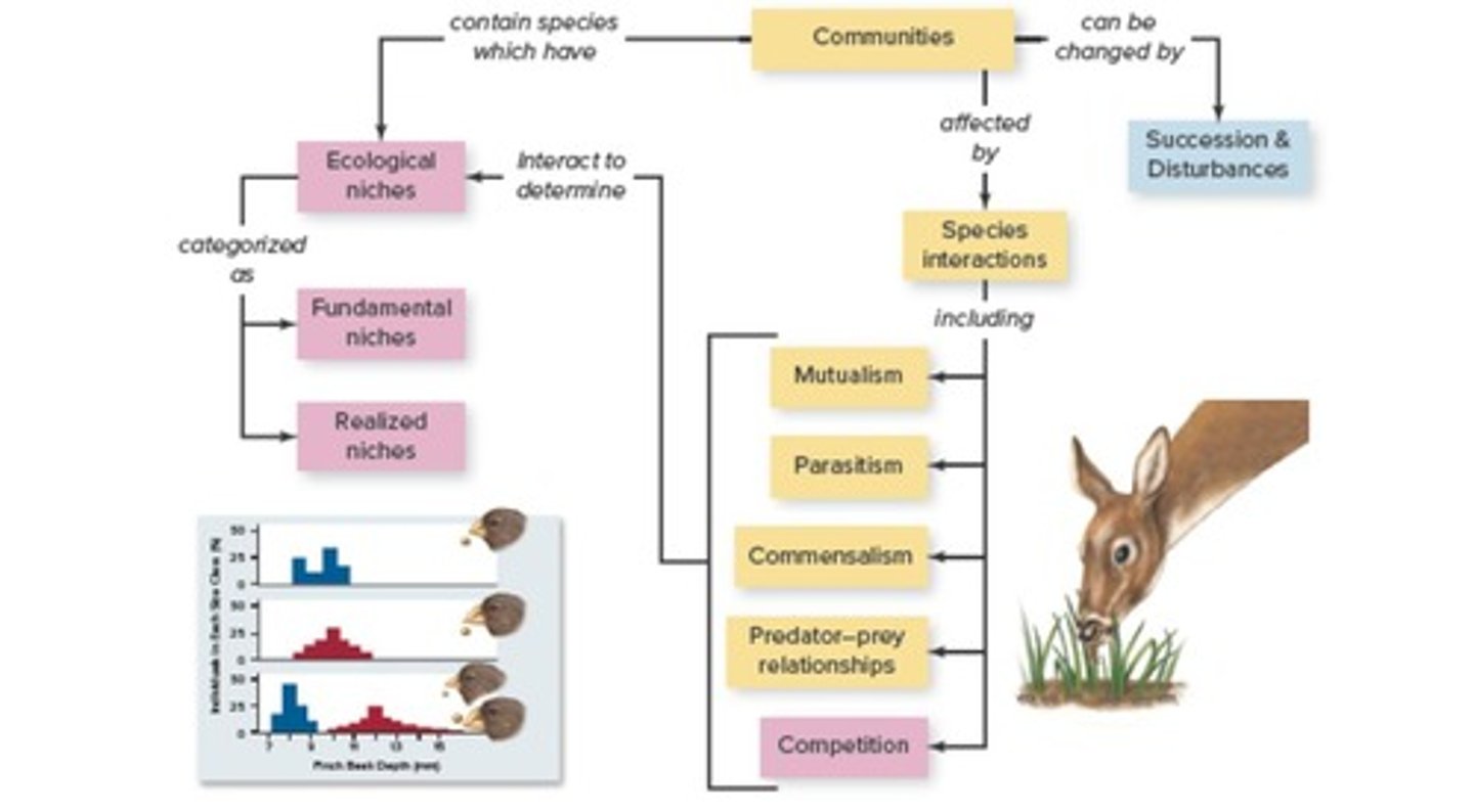 <p>An invasive species in the Florida Everglades that has led to a major decline in local wildlife populations.</p>