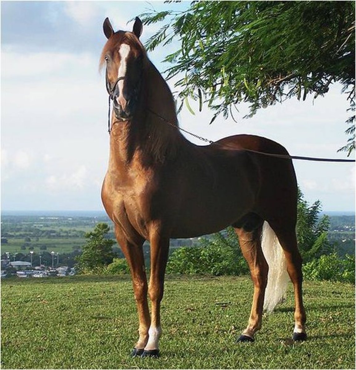 <p>other breed horses:</p><p>South American origin</p>