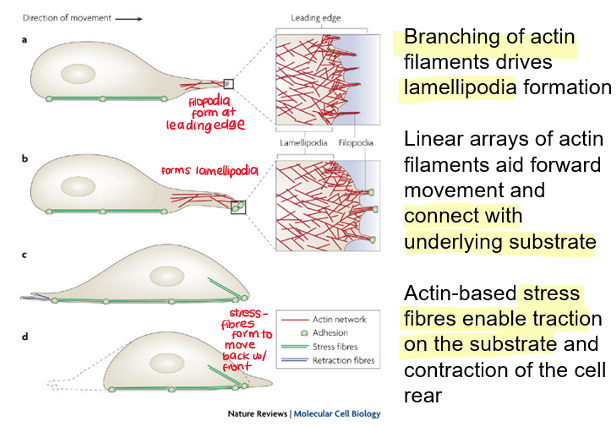 <p>cell-substrate adhesions called <strong>focal adhesions</strong></p><p>when migrating, <strong>new adhesions via vinculin and talin form</strong> at the leading edge form under the lamellipodium</p><p><strong>stress fibres </strong>at the back are connected to rear focal adhesions and when they contract, focal adhesions are released</p>