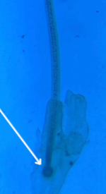<p>What does this photo prove?</p>