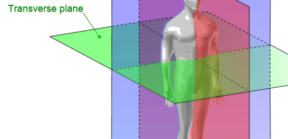 <p>Transverse (axial) plane</p>