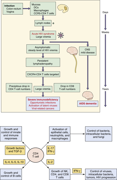 <p>HIV causes both <strong>lytic and latent infections in T cells</strong>, reducing CD4 numbers through direct viral lysis and immune-mediated killing.</p>