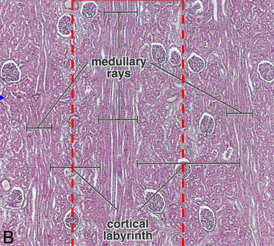 <p>substance between medullary rays; has renal corpuscles and the associated convoluted tubules of the nephrons that empty into the collecting duct of a ray </p>
