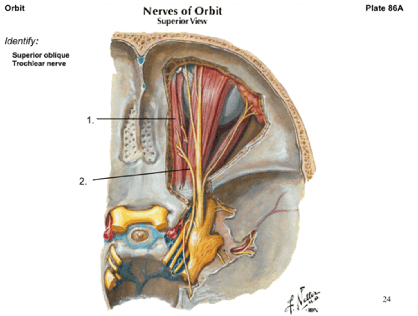 <p>Which nerve?</p>