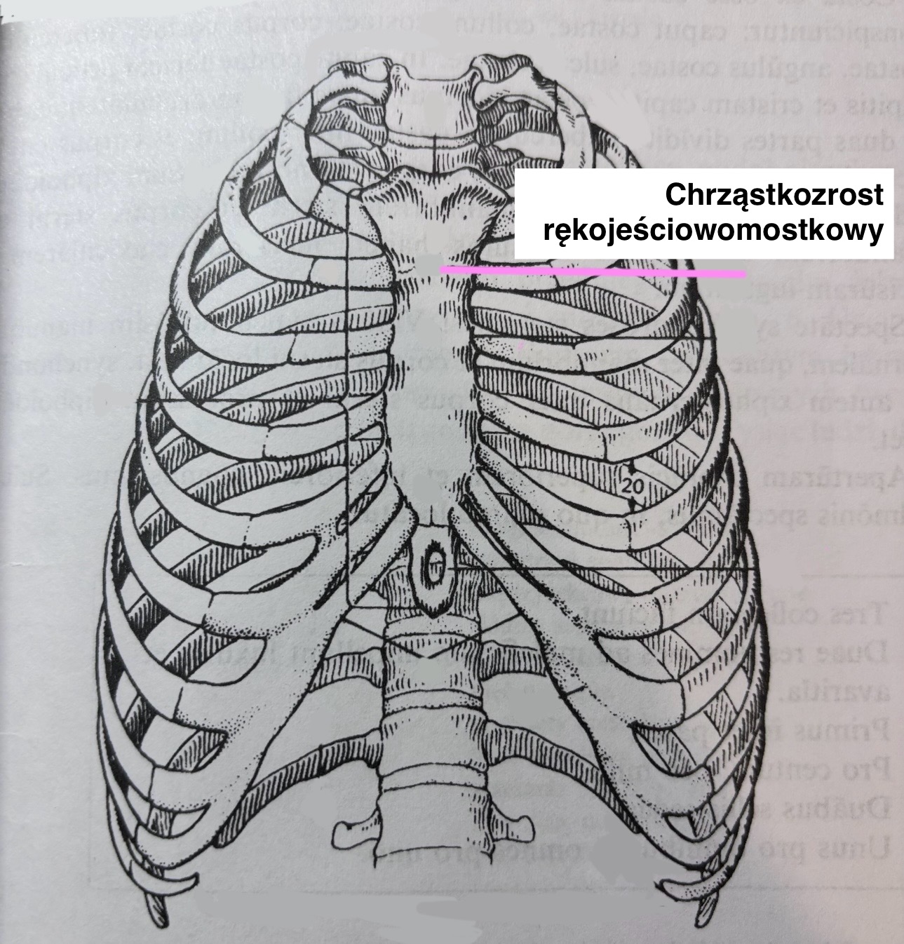 <p>Synchondrosis manubriosternalis</p>