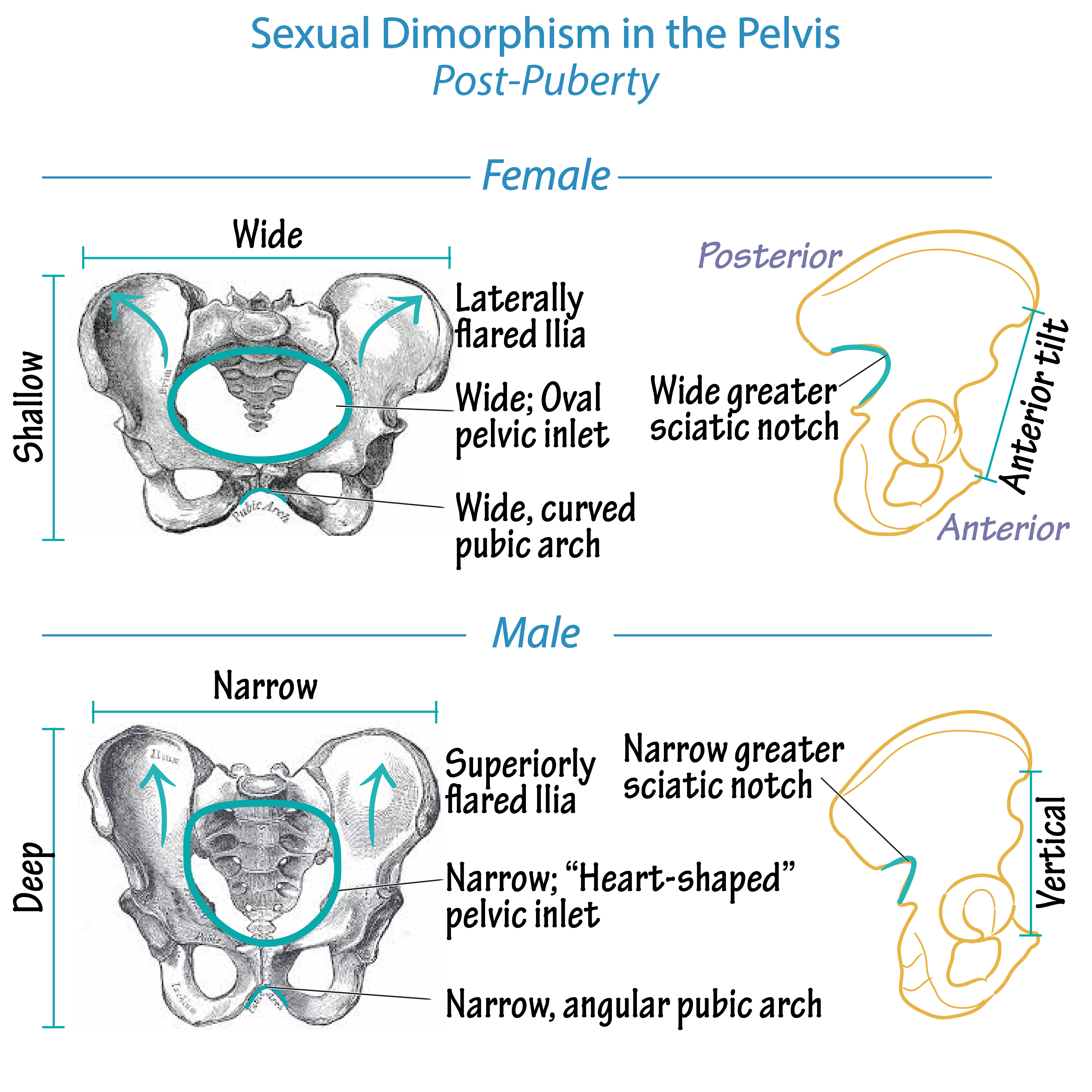 <p>pelvic cavity is narrower and less roomy . coccyx is less movable. pelvis heavy and thick. pelvis inlet and outlet smaller</p>