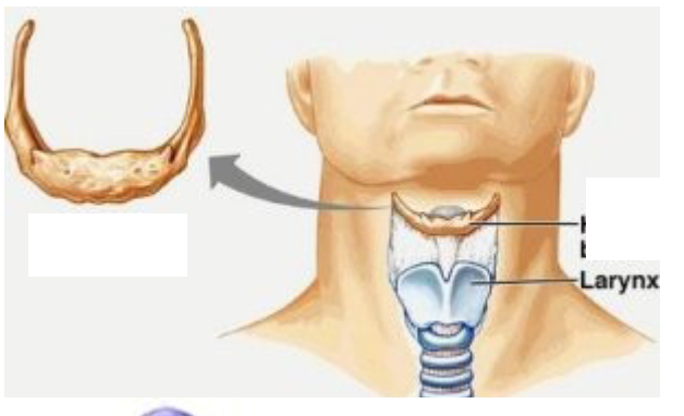 <p>what is this bone called?</p>