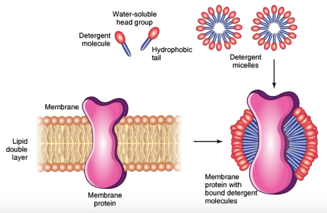 <ul><li><p>Solubilizes membranes while preserving protein structure</p></li><li><p>Replaces lipid bilayer with detergent micelles</p></li><li><p>Allows investigation of protein topology</p></li></ul><p></p>