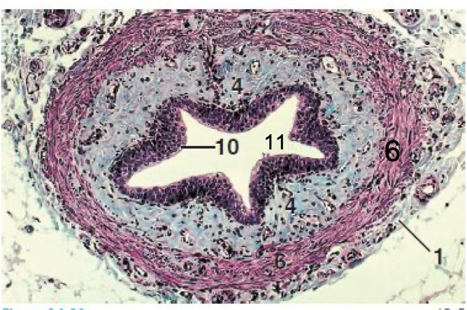 <p>What is this a cross-section of?</p>