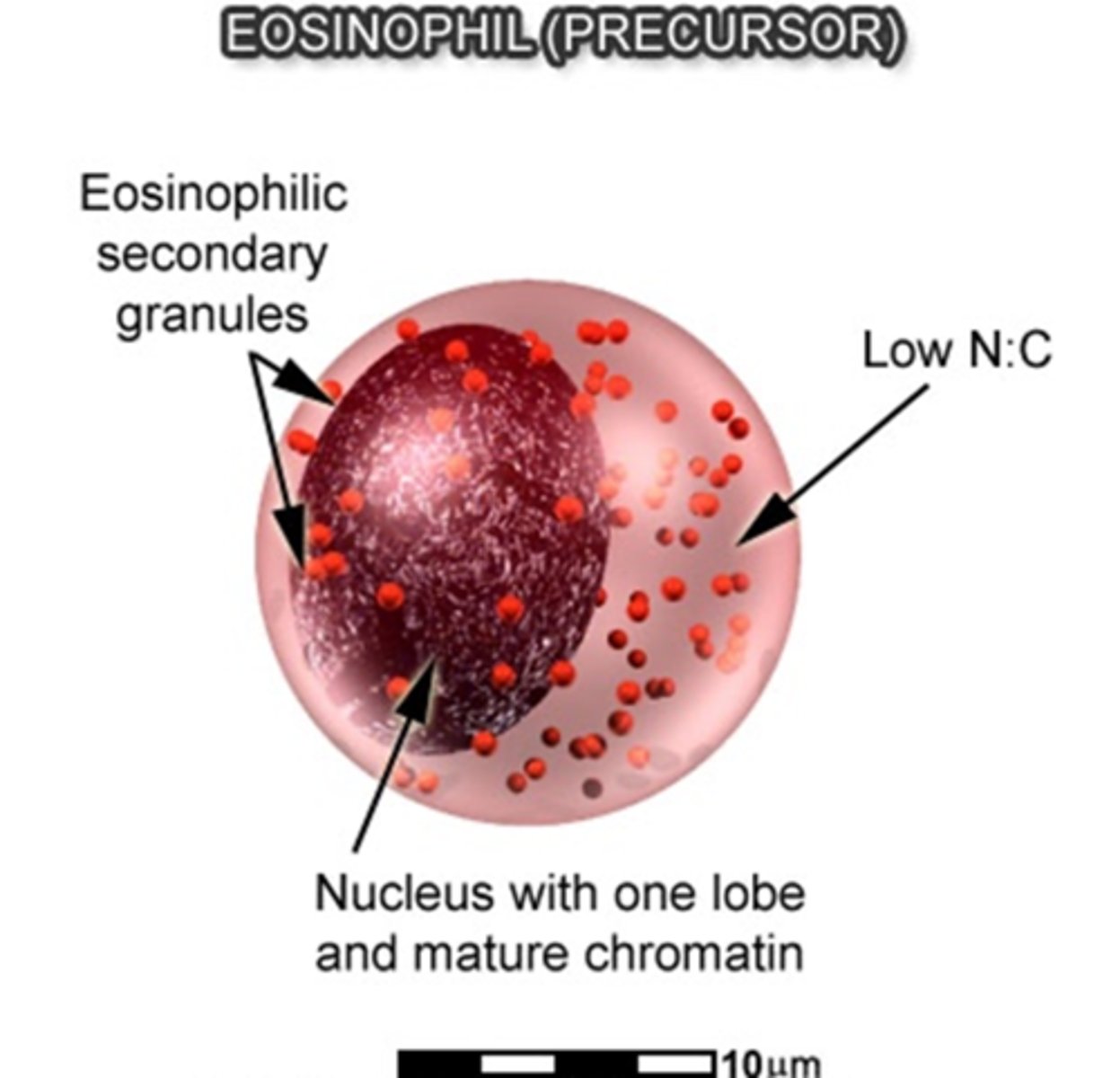 <p>large, eosin-staining crystalloid granules, which are reddish-orange and spherical in shape. </p><p>These granules are larger than neutrophil granules and are uniform in size and evenly distributed</p>