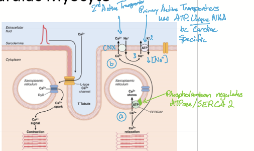 <ul><li><p>SERCA pumps Ca into SR for the spark in the next contraction</p></li><li><p>Pump Ca into ECF via NKA (Sodium Potassium ATPase) or CNE (calcium sodium exchanger) </p></li></ul><p></p>