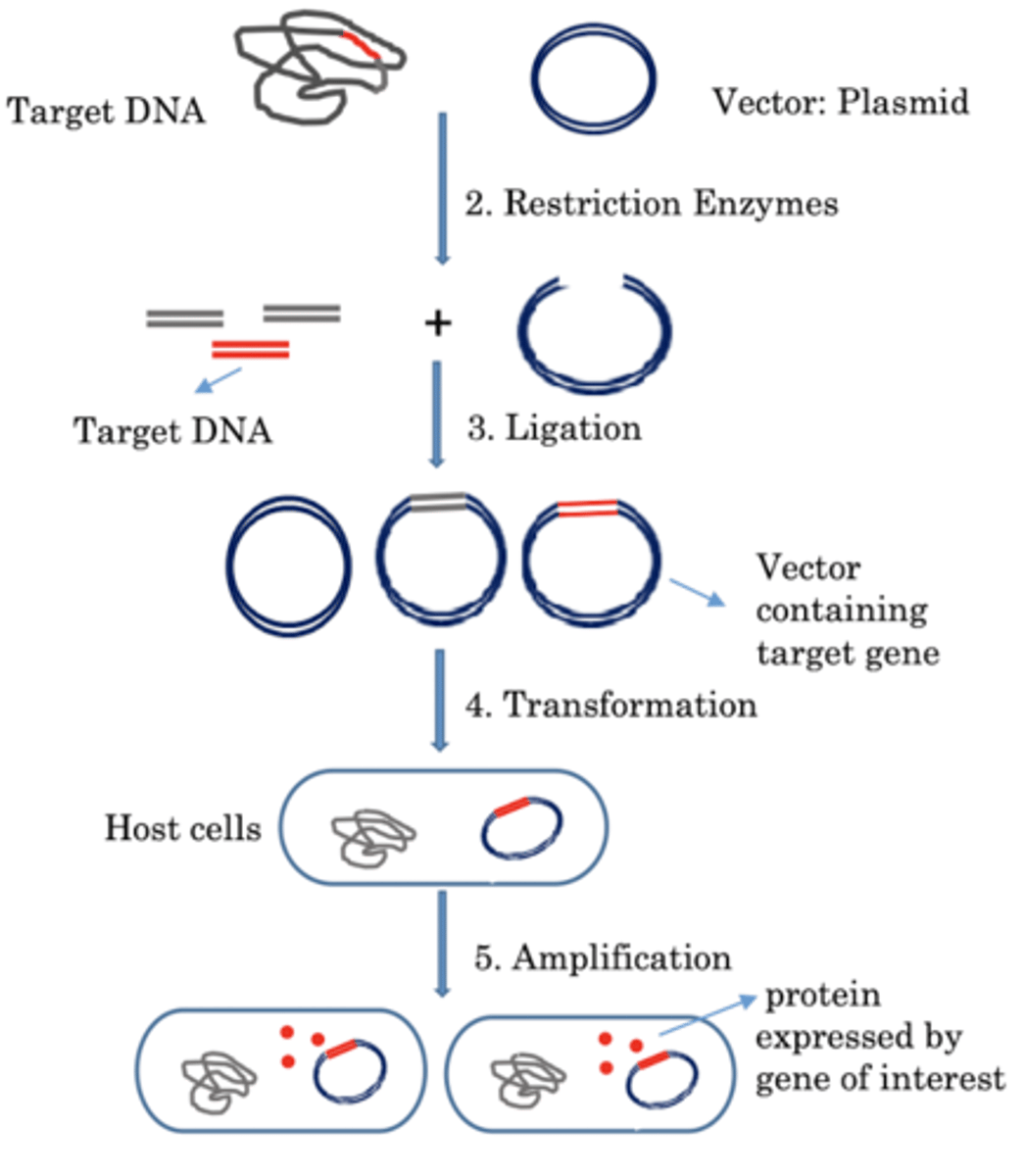 <p>1.Isolate DNA from and DNA source</p><p>2.Use a restriction enzyme to generate fragments of DNA</p><p>3.After separation of the DNA fragments, each can be used to generate a recombinant molecule</p><p>4.Introduce recombinant molecule into new host</p>
