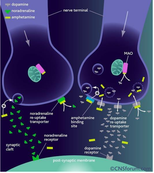<p>Amphetamine: mechanism of action</p>