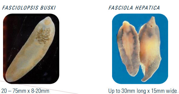 <p><span><strong><u>need adult flukes to differentiate genera!!</u></strong></span></p>