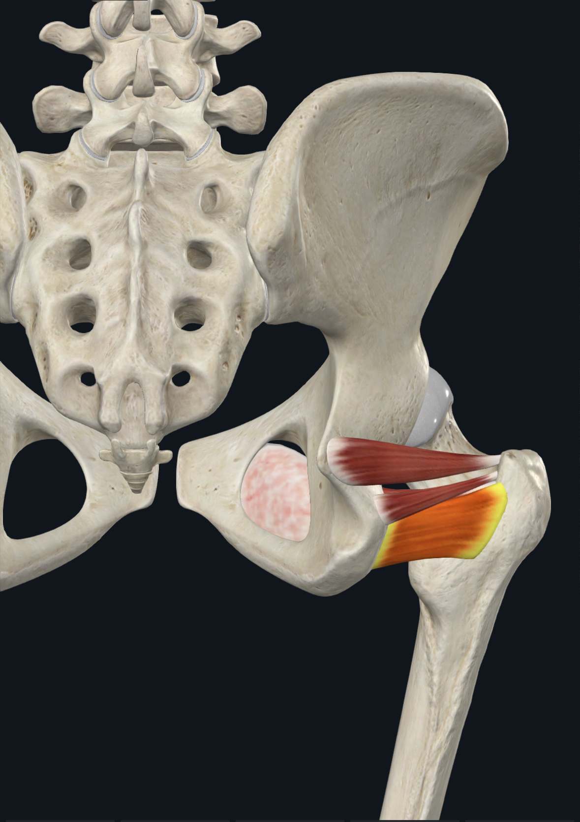 <p>Quadrate tubercle</p>