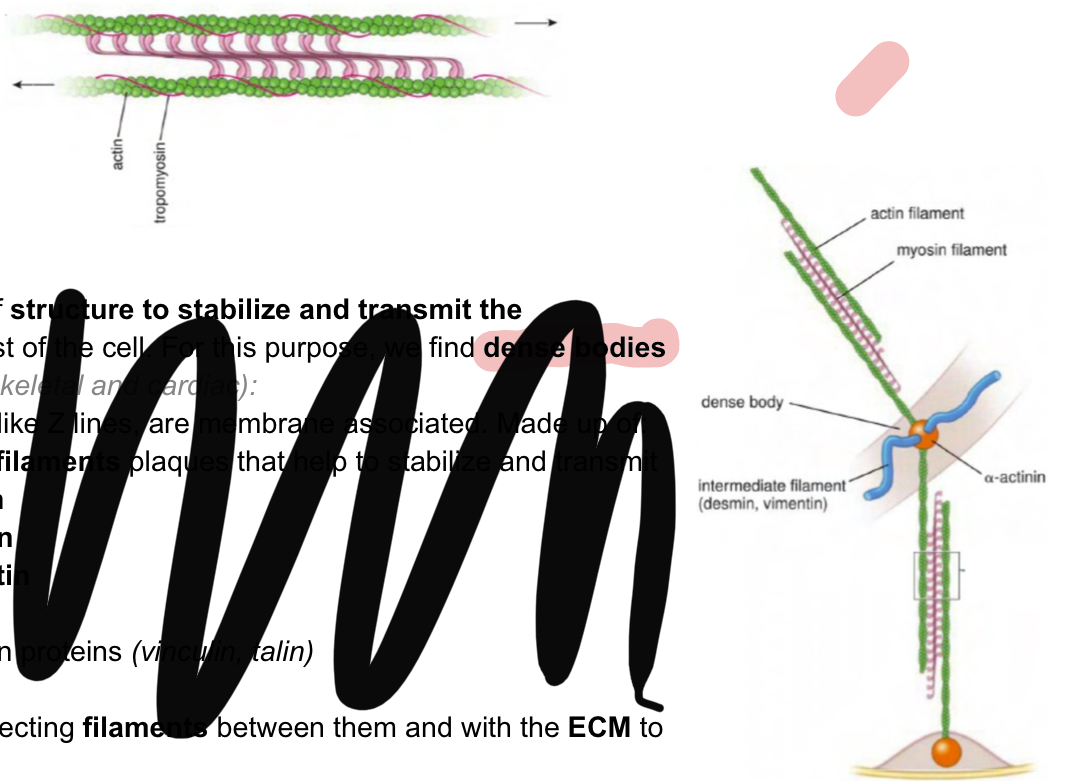 <p>contractile fiber</p><p>Thin filaments:</p><ul><li><p>actin</p></li><li><p>Tropomyosin</p></li><li><p>Caldesmon and calponin (actin binding porteins instead of troponin)</p></li></ul><p>Thick filaments:</p><ul><li><p>smooth musle myosin (no need for troponin to cover active sites since it has low actin affinity)</p></li><li><p>Side polar orientation— no H zone of central line (look at image)</p></li></ul><p>Dense bodies are membrane associated and act as sort of Z lines to transmit the contraction to the rest of the cell.</p><ul><li><p>Intermediate filaments to stabalize and transmit: Desmin +Vimetin</p></li><li><p>Alpha actinin</p></li><li><p>Other adhesion proteins</p></li></ul><p></p>