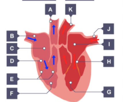 <p>#C  this is where non-oxygenated blood is taken back from the body ad sent to the right ventricle</p>