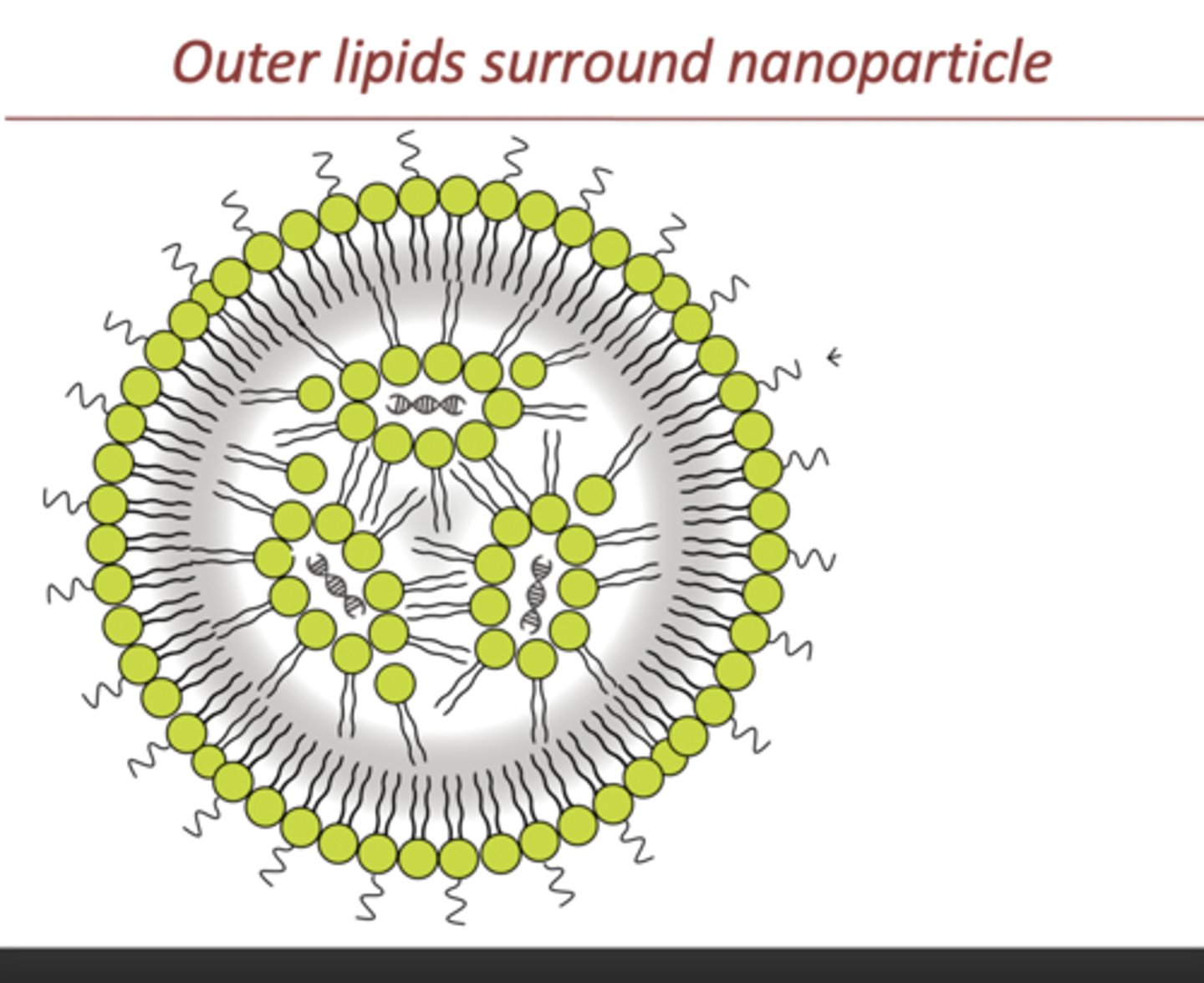 <p>spherical particles made of lipids (fatty molecules) that are used to deliver drugs by encapsulating them and other therapeutic agents to cells</p>