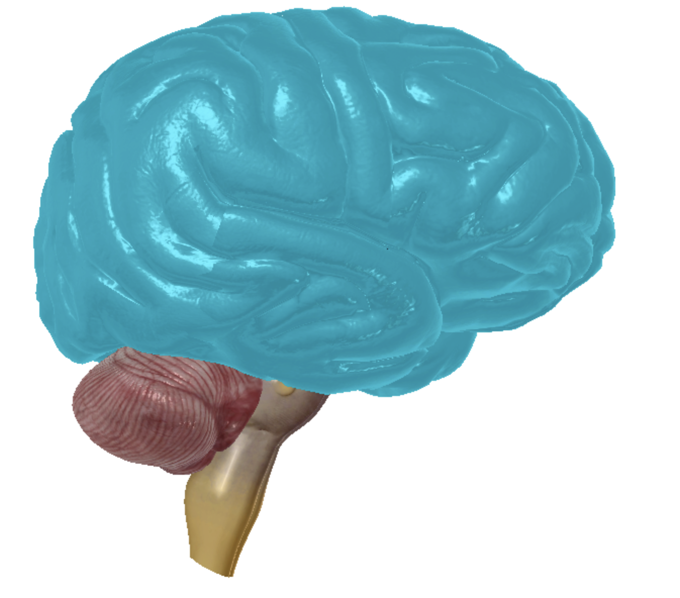 <p>what is highlighted </p>