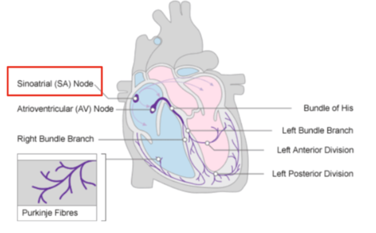 <p>Pacemaker of the heart</p>