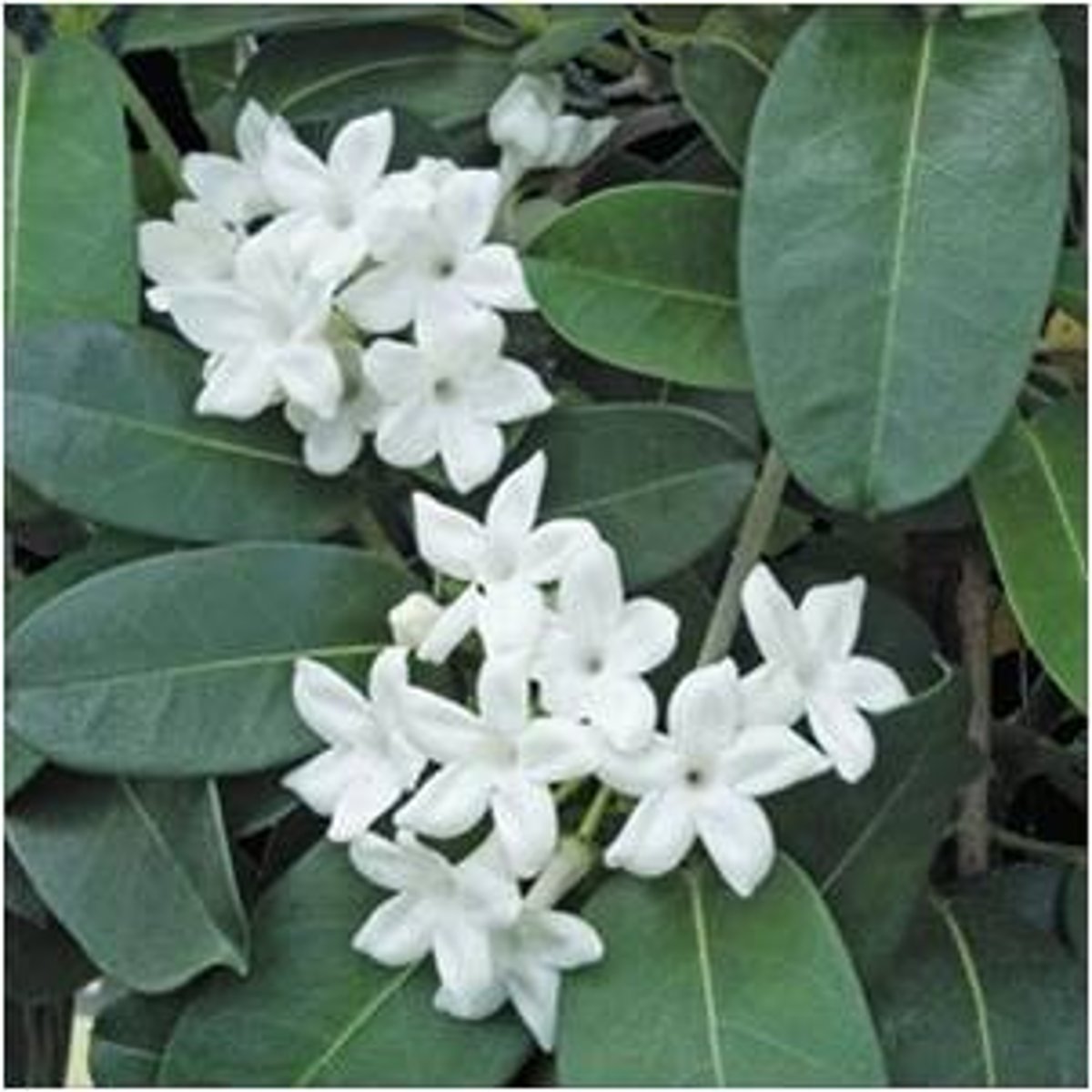 <p>Stephanotis floribunda</p>