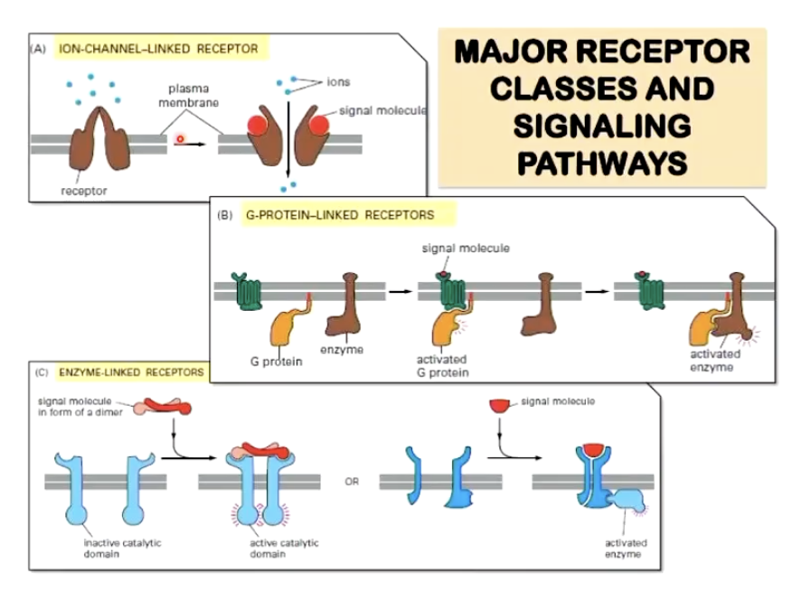 <ol><li><p>Ion-channel-linked receptor: moves ions between cells </p><ul><li><p>E.g. GABAa</p></li></ul></li><li><p>G-protein-linked receptor: modulating something that diffuses inside a cell (tends to be immediate response) </p><ul><li><p>E.g. GPCR - control of exocrine secretion</p></li></ul></li><li><p>Enzyme-linked receptor: triggers reactions (tends to be longer-term response) </p><ul><li><p>E.g. tyrosine kinase receptor - insulin receptor</p></li></ul></li></ol><p></p>