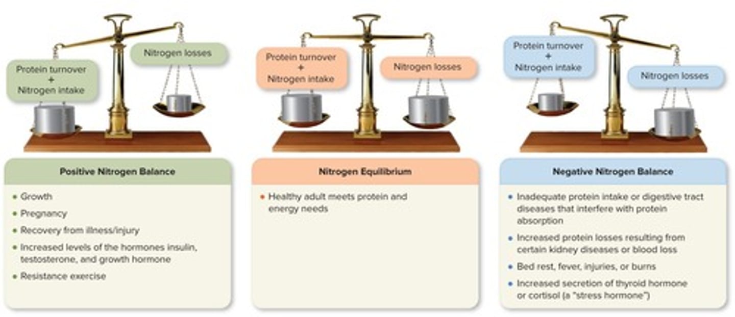 <p>When nitrogen intake exceeds nitrogen excretion, often during growth or recovery.</p>