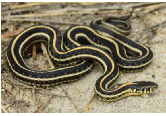 <p>plains garter snake</p><ul><li><p>yellow lateral stripes on 3<sup>rd </sup>and 4<sup>th</sup> scale rows</p></li><li><p>black/brown with alt rows of black spots, belly cream/gray with dark blotches down side</p></li><li><p>scales <u>keeled,</u> anal plate <u>undivided</u></p></li><li><p>labial scales <u>barred</u></p></li></ul><p></p>