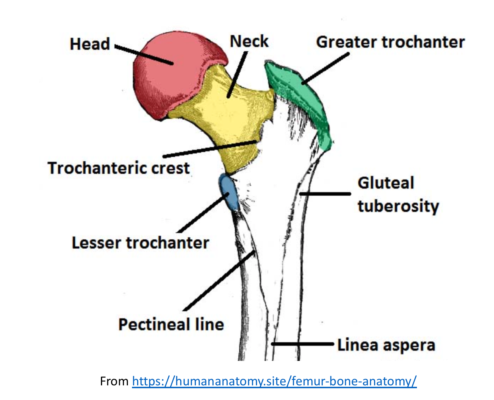 <p>Prominent rounded surface</p><p>ex: Head of femur </p>