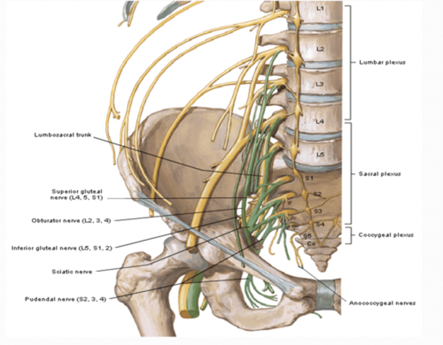 <p>What is the pelvis mainly innervated by? (3)</p>