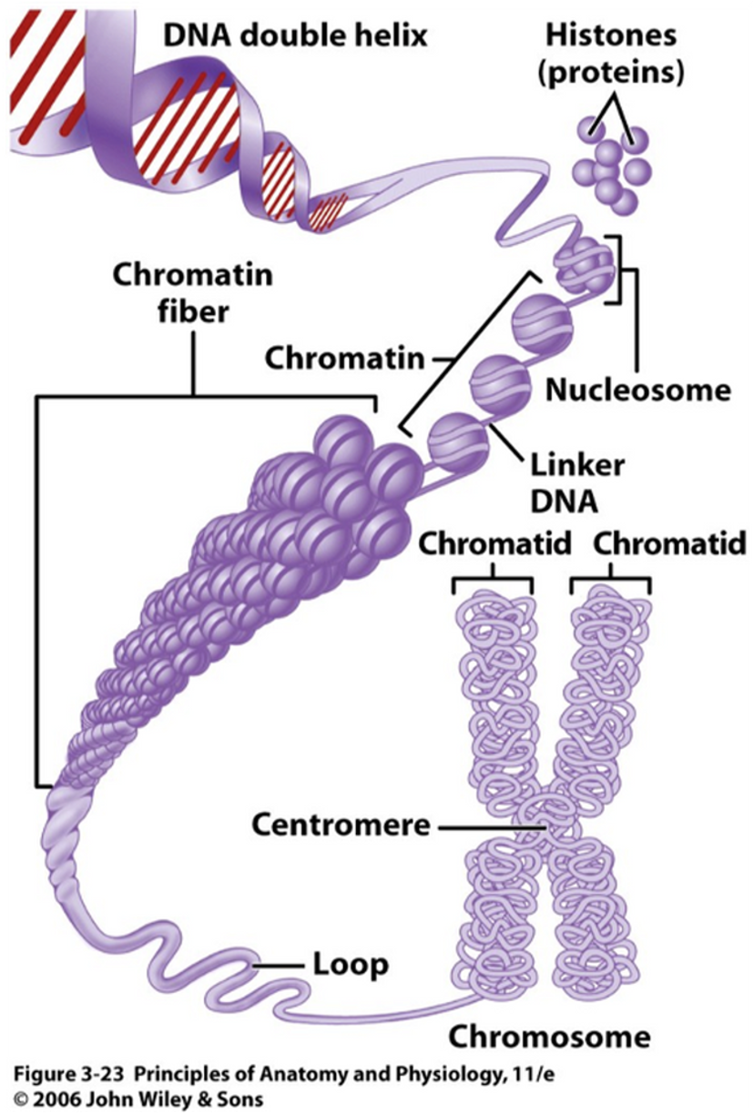 <p>Tightly: When cell is dividing causing it to be super coiled into a chromosome.</p><p>Loosly: When cell isn’t dividing.</p>