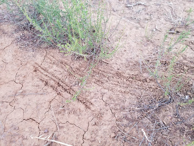 <p>More meat=darker, like a twisted rope, tipped end, will see fur/bones/seeds. Coyotes often deposit in middle of trails/edges of territory. Foxes often deposit on prominent areas (rock, mounds).</p><p>Scrapes are amorphous and scattered, unlike felines. </p>