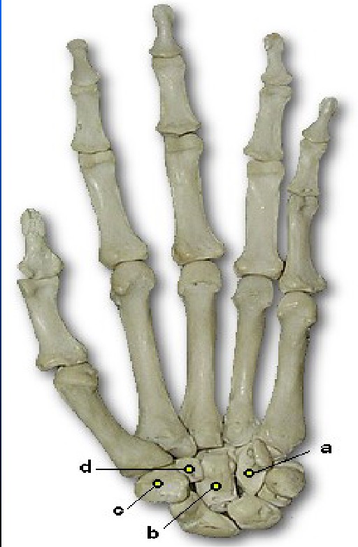 <p>What is B pointing to </p>