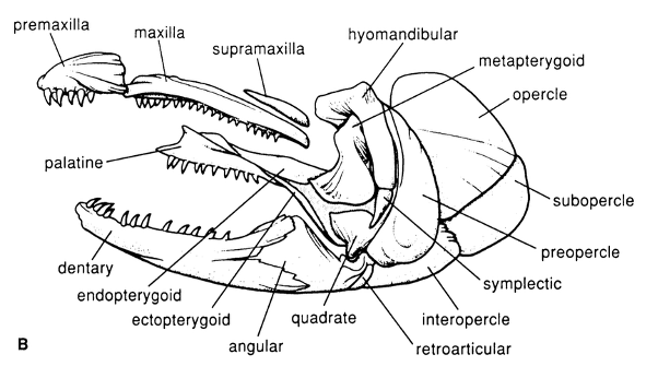 <p>The lower mandible of a fish.</p>